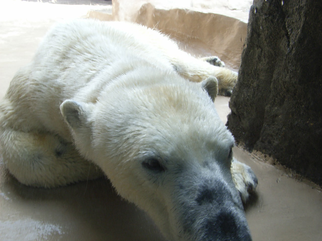 シロクマ3日本平動物園ロッシー2011｜ホッキョクグマと三角コーン